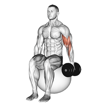Dumbbell One Arm Seated Bicep Curl On Exercise Ball exercise animated demonstration