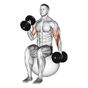 Dumbbell Seated Alternate Hammer Curl On Exercise Ball exercise animated demonstration