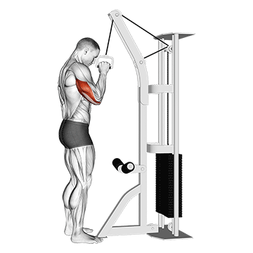 Cable One Arm Tricep Pushdown exercise animated demonstration
