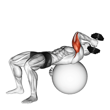 Dumbbell One Arm French Press On Exercise Ball exercise animated demonstration