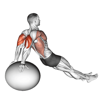 Exercise Ball Dip exercise animated demonstration