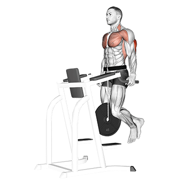 Weighted Tricep Dips exercise animated demonstration