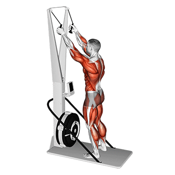Ski Ergometer exercise animated demonstration