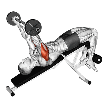 Ez Barbell Decline Triceps Extension exercise animated demonstration