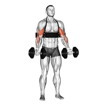 Dumbbell Alternate Biceps Curl (with Arm Blaster) exercise animated demonstration