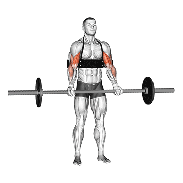 Barbell Biceps Curl (with Arm Blaster) exercise animated demonstration