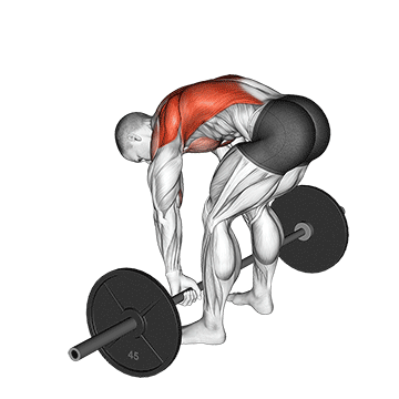 Barbell Pendlay Row exercise animated demonstration
