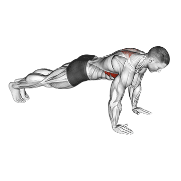 Scapula Push-up exercise animated demonstration