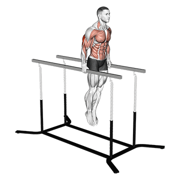 Elbow Dips exercise animated demonstration