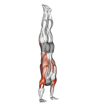 Stalder Press exercise animated demonstration