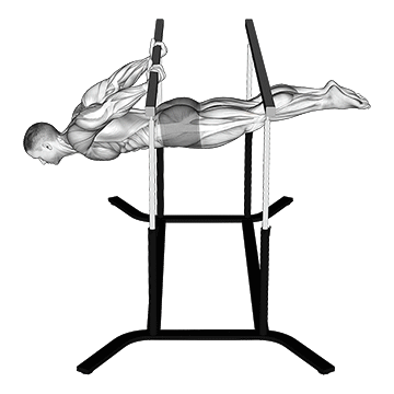 Back Lever exercise animated demonstration