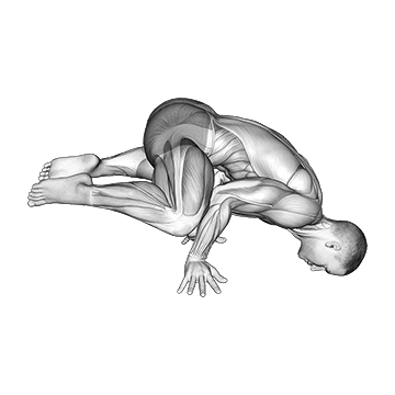 Frog Planche exercise animated demonstration
